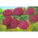 Giclée Print on Canvas: "Red Berries"