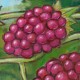 Giclée Print on Fine Art Paper by Charles Kaufman: "Eight Red Berries".