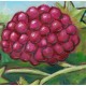 Giclée-Druck auf Leinwand  by Charles Kaufman: "Eight Red Berries".