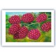 Giclée Print on Fine Art Paper by Charles Kaufman: "Eight Red Berries".
